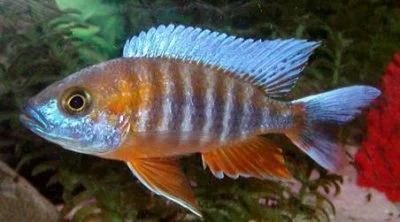 Aulonocara sp. Eureka Super Red